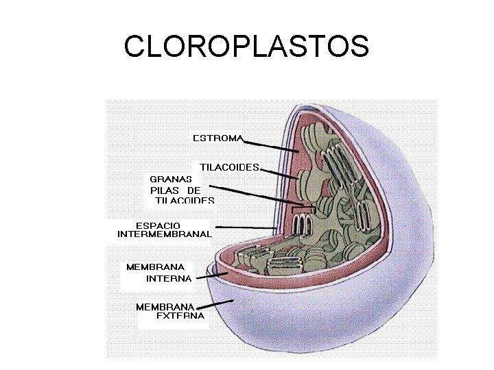 CLOROPLASTOS CLOROPLASTOS