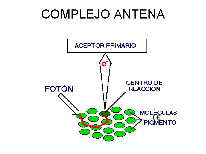 COMPLEJO ANTENA COMPLEJO ANTENA