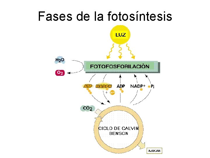 Fases de la fotosíntesis Fases de la fotosíntesis