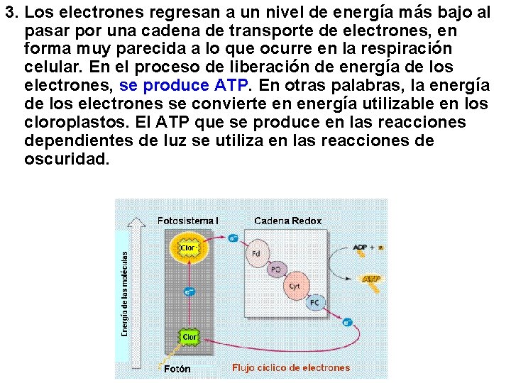 3. Los electrones regresan a un nivel de energía más bajo al pasar por 3. Los electrones regresan a un nivel de energía más bajo al pasar por