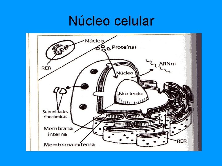 Núcleo celular Núcleo celular