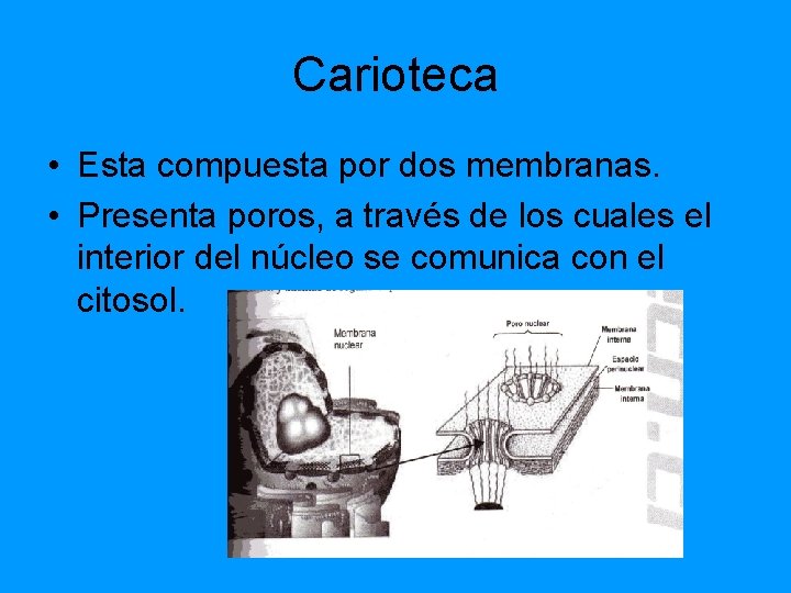 Carioteca • Esta compuesta por dos membranas. • Presenta poros, a través de los Carioteca • Esta compuesta por dos membranas. • Presenta poros, a través de los