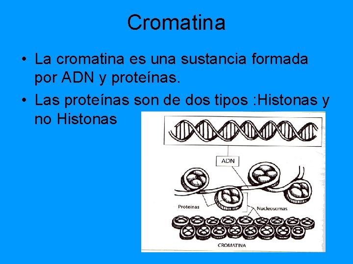Cromatina • La cromatina es una sustancia formada por ADN y proteínas. • Las Cromatina • La cromatina es una sustancia formada por ADN y proteínas. • Las