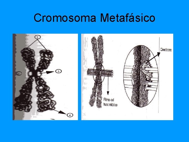 Cromosoma Metafásico Cromosoma Metafásico