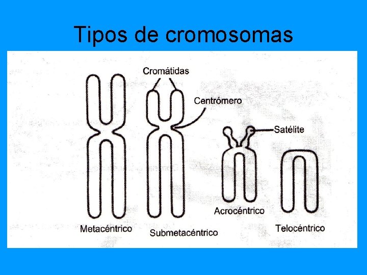 Tipos de cromosomas Tipos de cromosomas