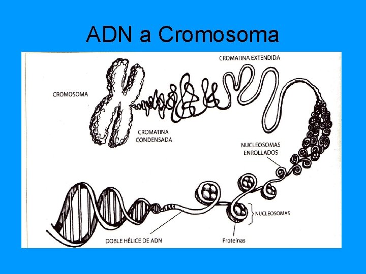 ADN a Cromosoma ADN a Cromosoma