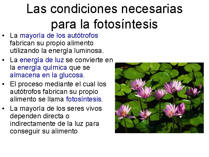 Las condiciones necesarias para la fotosíntesis • La mayoría de los autótrofos fabrican su Las condiciones necesarias para la fotosíntesis • La mayoría de los autótrofos fabrican su
