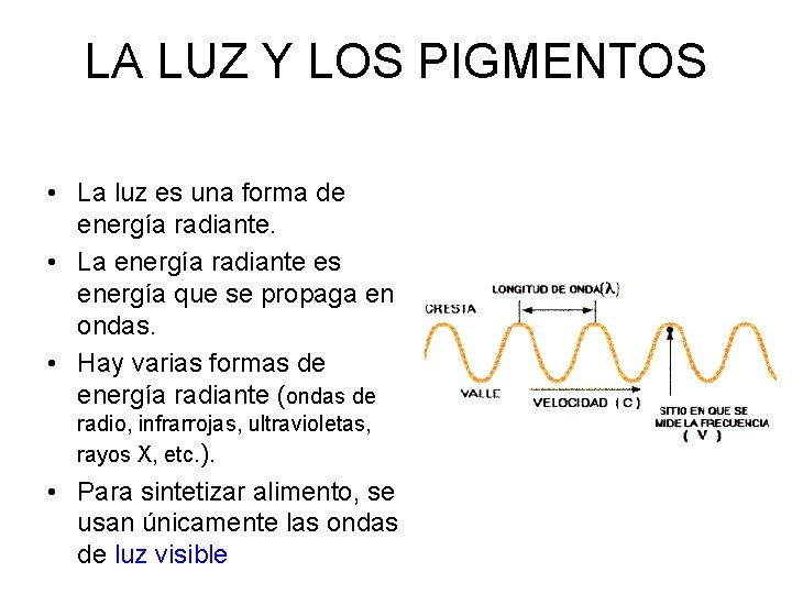 LA LUZ Y LOS PIGMENTOS • La luz es una forma de energía radiante. LA LUZ Y LOS PIGMENTOS • La luz es una forma de energía radiante.