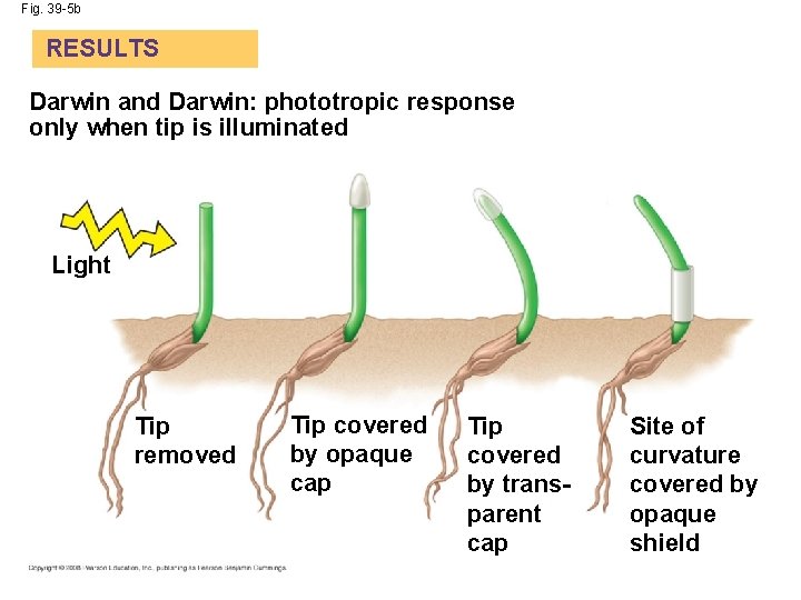 Fig. 39 -5 b RESULTS Darwin and Darwin: phototropic response only when tip is