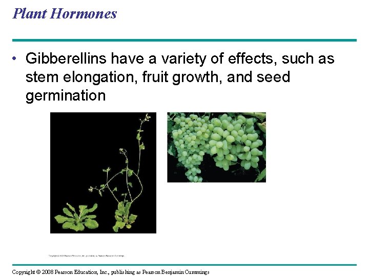 Plant Hormones • Gibberellins have a variety of effects, such as stem elongation, fruit