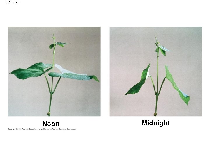 Fig. 39 -20 Noon Midnight 