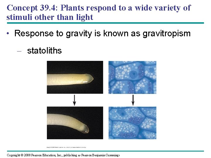 Concept 39. 4: Plants respond to a wide variety of stimuli other than light