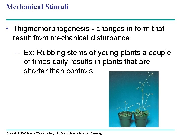 Mechanical Stimuli • Thigmomorphogenesis - changes in form that result from mechanical disturbance –