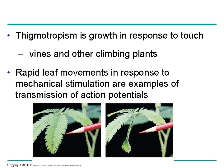  • Thigmotropism is growth in response to touch – vines and other climbing