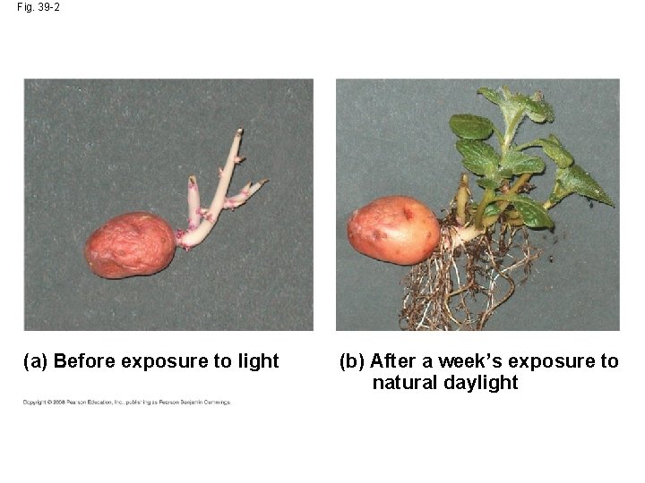 Fig. 39 -2 (a) Before exposure to light (b) After a week’s exposure to