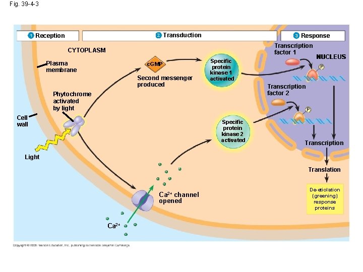 Fig. 39 -4 -3 1 Reception 2 Transduction 3 Response Transcription factor 1 CYTOPLASM