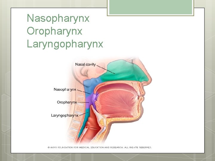 Nasopharynx Oropharynx Laryngopharynx 