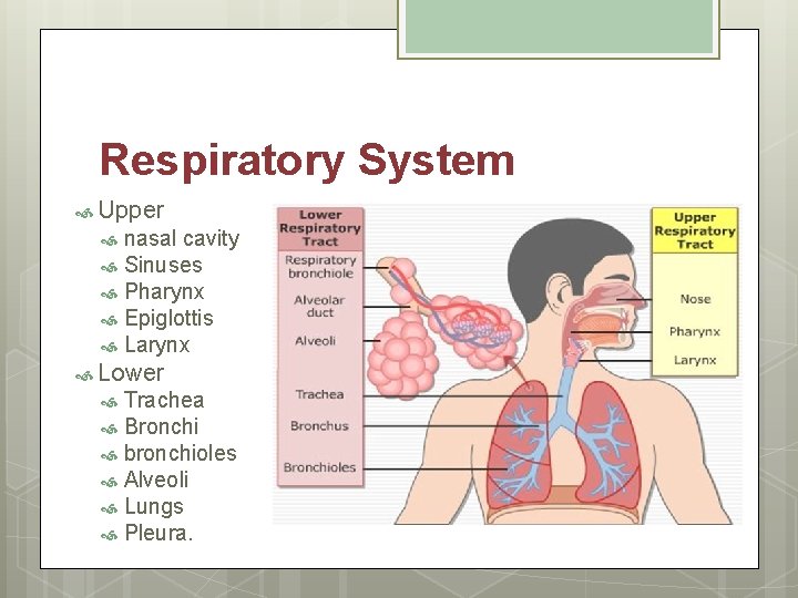 Respiratory System Upper nasal cavity Sinuses Pharynx Epiglottis Larynx Lower Trachea Bronchi bronchioles Alveoli