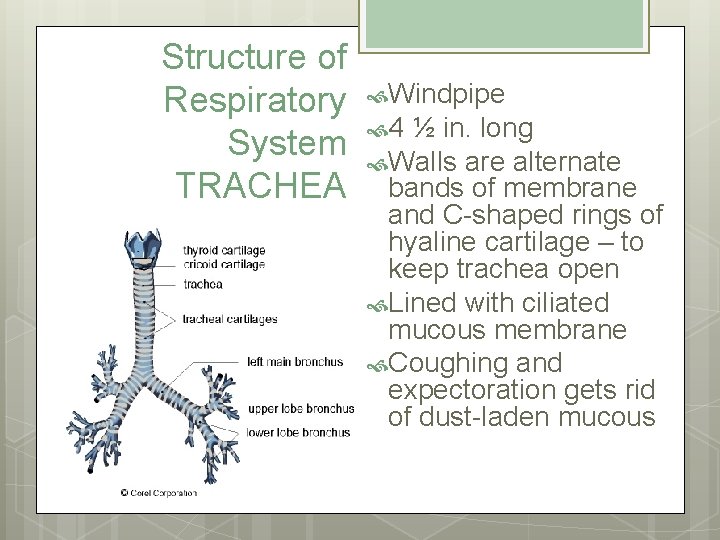 Structure of Respiratory System TRACHEA Windpipe 4 ½ in. long Walls are alternate bands