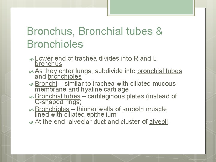 Bronchus, Bronchial tubes & Bronchioles Lower end of trachea divides into R and L