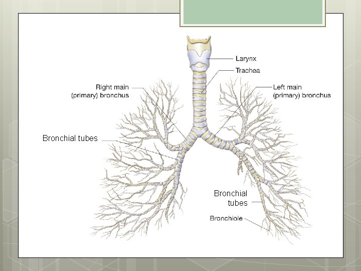 Bronchial tubes 