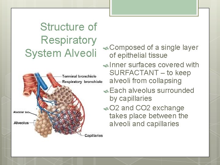 Structure of Respiratory System Alveoli Composed of a single layer of epithelial tissue Inner