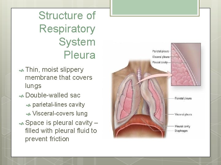 Structure of Respiratory System Pleura Thin, moist slippery membrane that covers lungs Double-walled sac