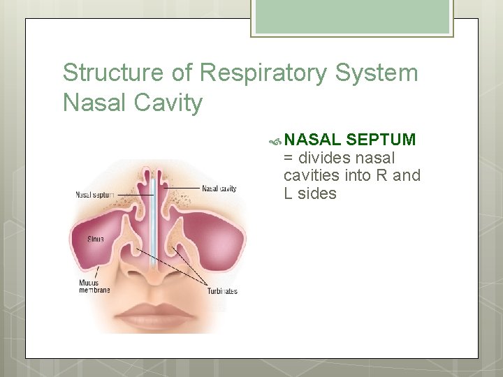 Structure of Respiratory System Nasal Cavity NASAL SEPTUM = divides nasal cavities into R