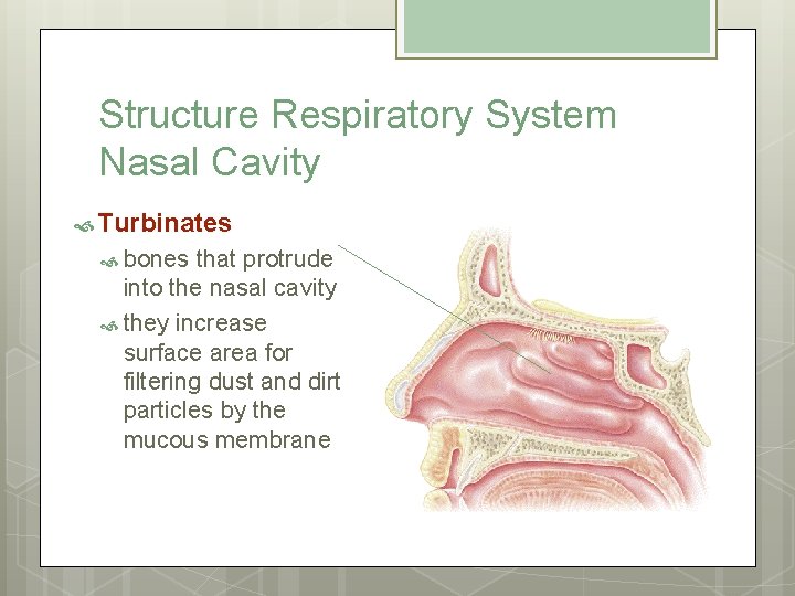 Structure Respiratory System Nasal Cavity Turbinates bones that protrude into the nasal cavity they