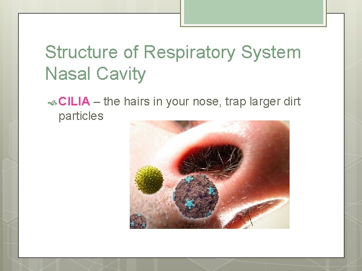 Structure of Respiratory System Nasal Cavity CILIA – the hairs in your nose, trap