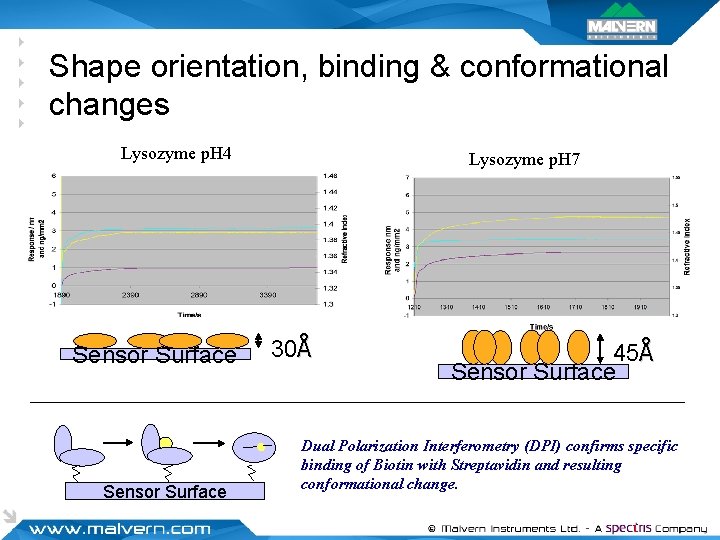 Shape orientation, binding & conformational changes Lysozyme p. H 4 Sensor Surface Lysozyme p.