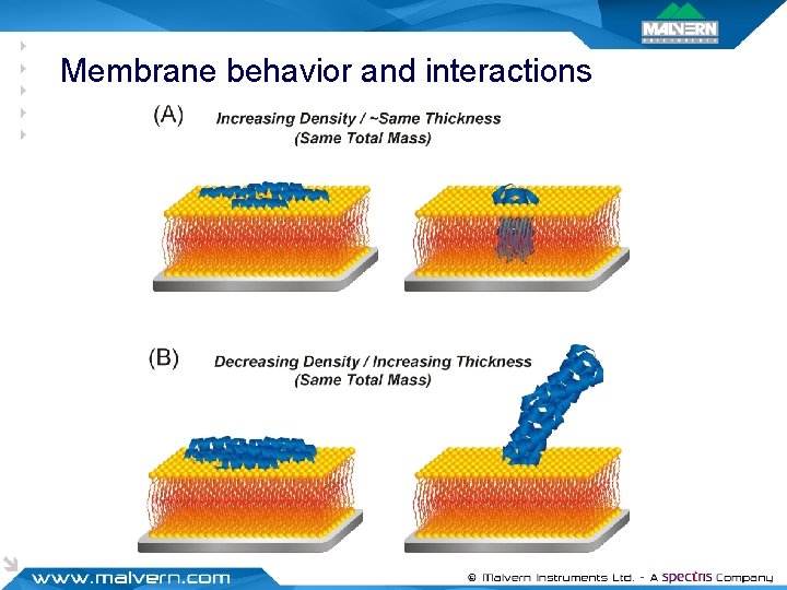 Membrane behavior and interactions 