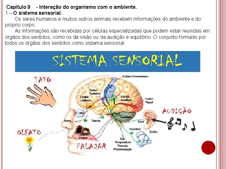 Capítulo 9 - Interação do organismo com o ambiente. 1 – O sistema sensorial.