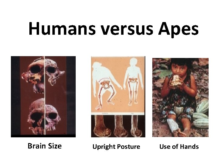 Humans versus Apes Brain Size Upright Posture Use of Hands 