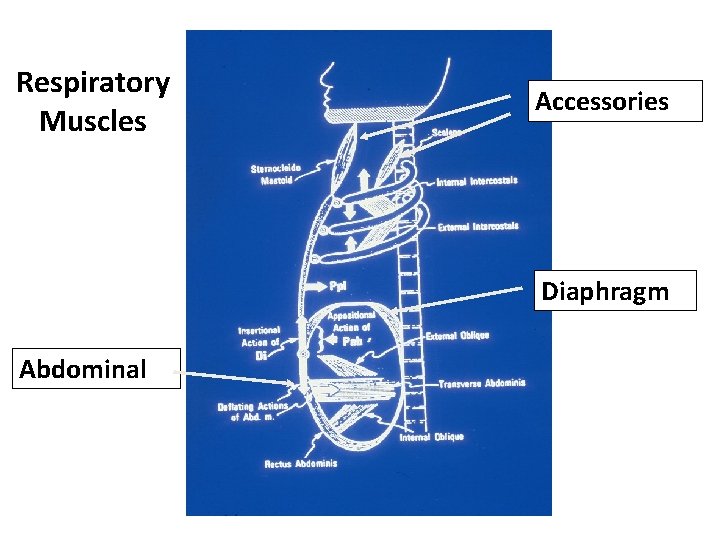 Respiratory Muscles Accessories Diaphragm Abdominal 
