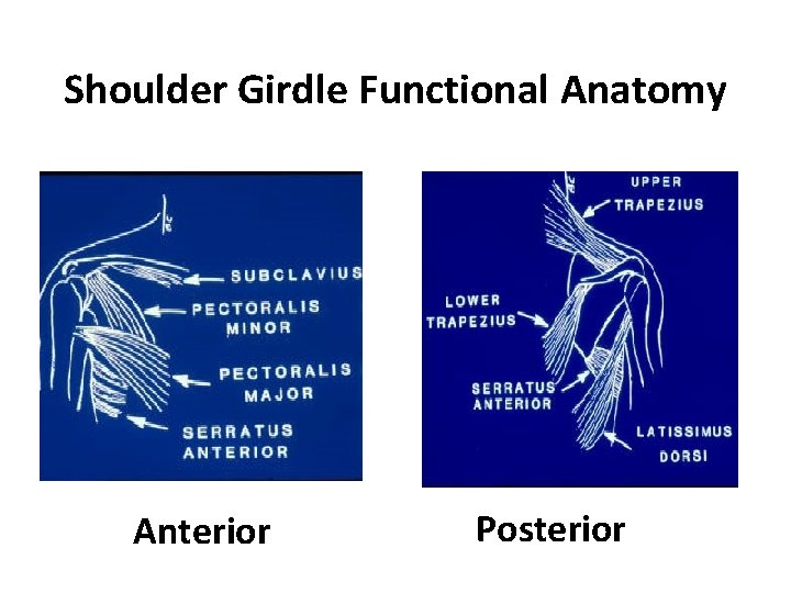 Shoulder Girdle Functional Anatomy Anterior Posterior 