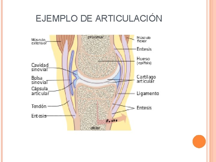 EJEMPLO DE ARTICULACIÓN 