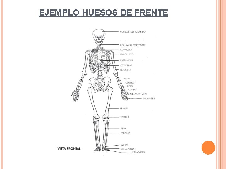EJEMPLO HUESOS DE FRENTE 