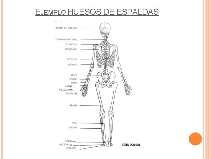 EJEMPLO HUESOS DE ESPALDAS 