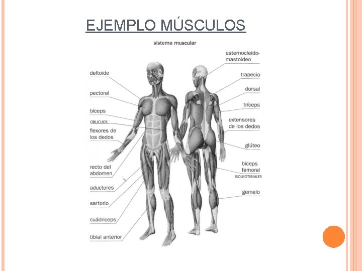 EJEMPLO MÚSCULOS 