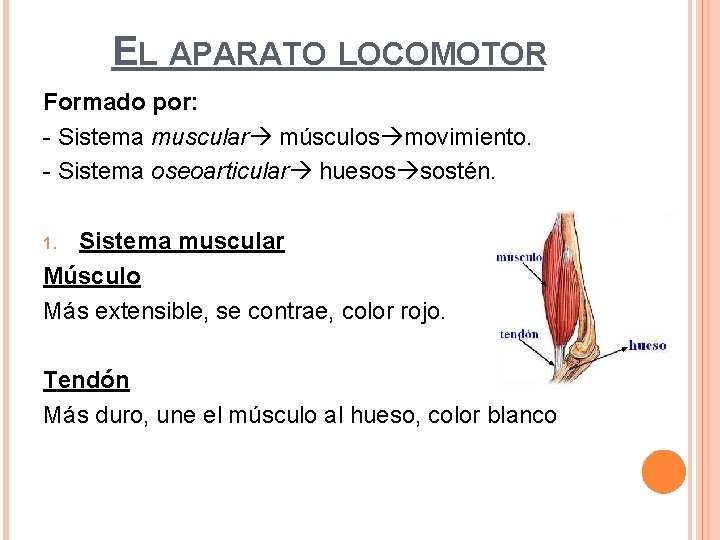 EL APARATO LOCOMOTOR Formado por: - Sistema muscular músculos movimiento. - Sistema oseoarticular huesos