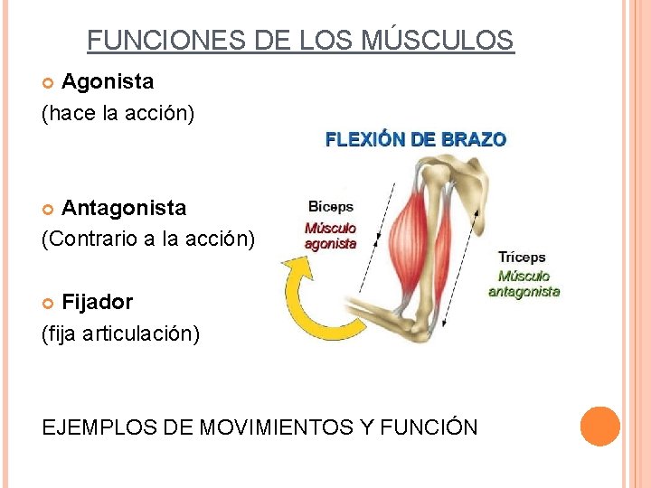FUNCIONES DE LOS MÚSCULOS Agonista (hace la acción) Antagonista (Contrario a la acción) Fijador