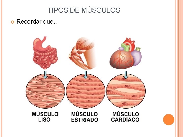 TIPOS DE MÚSCULOS Recordar que… 
