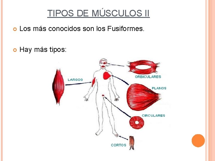 TIPOS DE MÚSCULOS II Los más conocidos son los Fusiformes. Hay más tipos: 