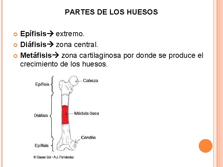 PARTES DE LOS HUESOS Epífisis extremo. Diáfisis zona central. Metáfisis zona cartilaginosa por donde