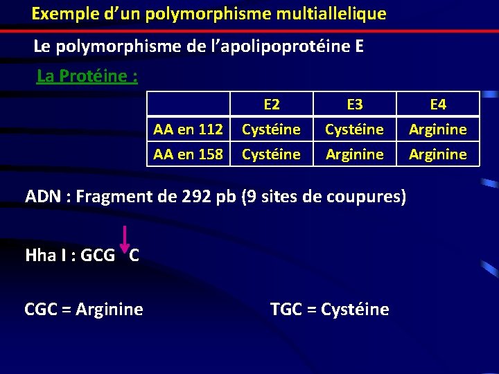 Exemple d’un polymorphisme multiallelique Le polymorphisme de l’apolipoprotéine E La Protéine : AA en