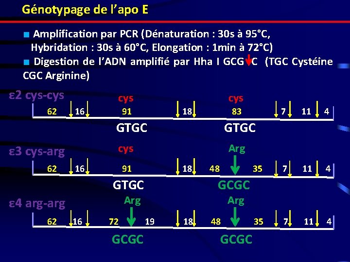 Génotypage de l’apo E ■ Amplification par PCR (Dénaturation : 30 s à 95°C,