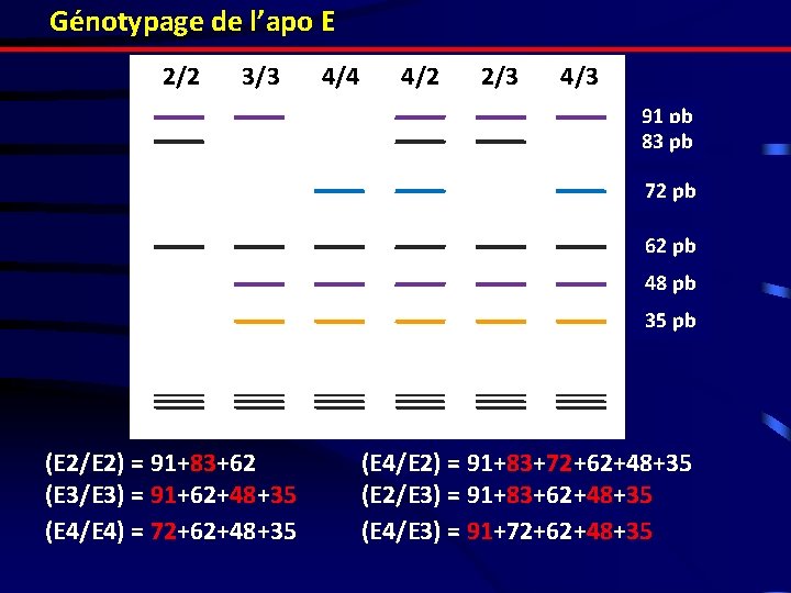 Génotypage de l’apo E 2/2 3/3 4/4 4/2 2/3 4/3 91 pb 83 pb