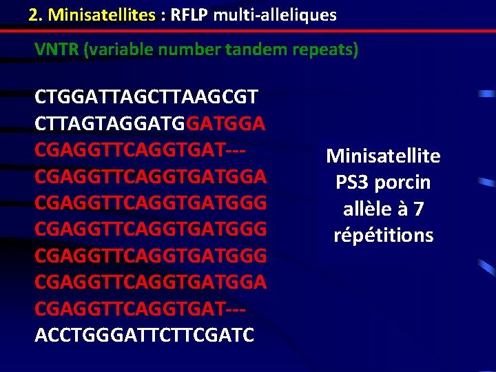 2. Minisatellites : RFLP multi-alleliques VNTR (variable number tandem repeats) CTGGATTAGCTTAAGCGT CTTAGTAGGATGGA CGAGGTTCAGGTGAT--CGAGGTTCAGGTGATGGA CGAGGTTCAGGTGATGGG