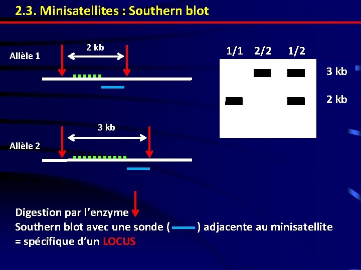 2. 3. Minisatellites : Southern blot Allèle 1 2 kb 1/1 2/2 1/2 3